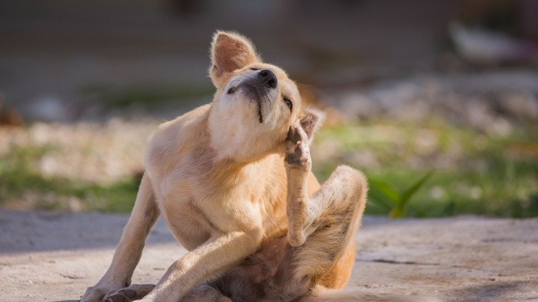Pies się drapie? To nie zawsze must be pchły! Poznaj możliwe przyczyny
